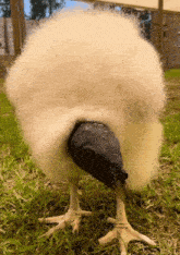 Vulture Bird GIF - Vulture Bird Aztec GIFs
