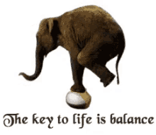 Balance GIF - Balance Key Of Life Elephant GIFs