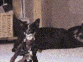 a blurry picture of a dog playing with a toy