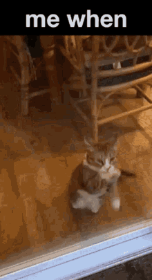 Cursed Cat Me When GIF - Cursed Cat Me When Me When The GIFs