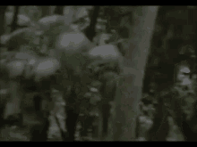 Predator Predator Cloak GIF - Predator Predator Cloak Invisible GIFs