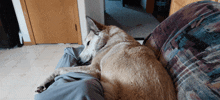 a dog is laying on a person 's lap on a colorful couch