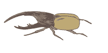 art artist bug beetle cute