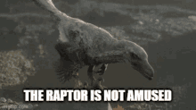 Raptor Unamused GIF - Raptor Unamused Not Amused GIFs