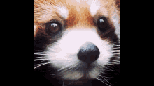 Red Panda Ptsd GIF - Red Panda Ptsd Roter Panda GIFs