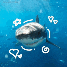 a picture of a shark with hearts drawn around it by @sharktynnie