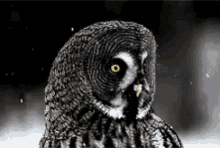 Owl What GIF - Owl What Huh GIFs