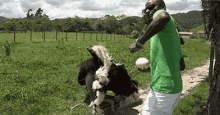 Going Up In The Farm, On A Tuesday GIF - Farm Ostrich Matingdance GIFs