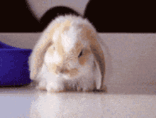 Bed Time Bunny GIF - Bed Time Bunny Rabbit GIFs