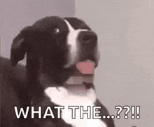Dogs Funny Look GIF - Dogs Funny Look Shocked GIFs