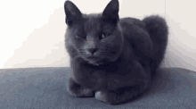 Mačka Jacki Zmurká Cink GIF - Mačka Jacki Zmurká Cink Meow GIFs
