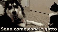 Cane E Gatto Sono Come Cane E Gatto Litigare Menarsi GIF - Cat Dog Like Cat And Dog GIFs