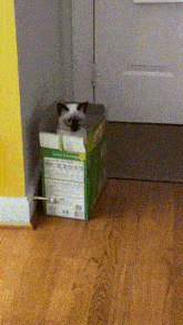 Cat Box GIF - Cat Box Jump GIFs