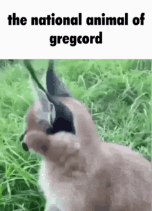 Cord Gregcord GIF - Cord Gregcord Jakecord GIFs