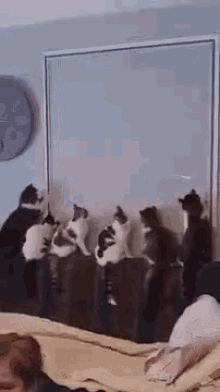 Cats Distraction GIF - Cats Distraction Lol GIFs