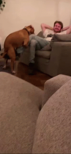 Dog Humping Leg GIFs | Tenor