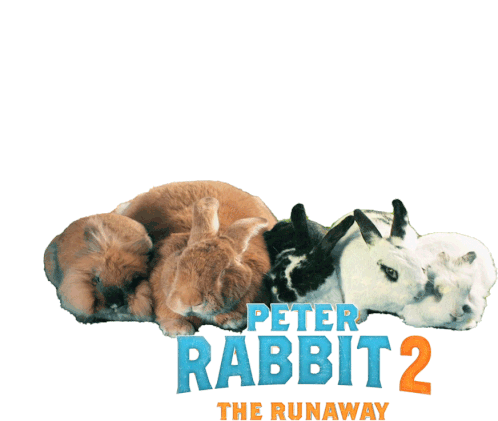 Bunny Peter Rabbit Sticker - Bunny Peter Rabbit Peter Rabbit2 Stickers