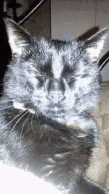 Kunt Black Cat GIF - Kunt Black Cat Kunt Cat GIFs
