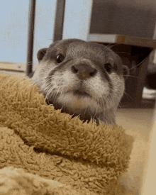 a close up of an otter 's face on a blanket