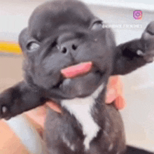 a person is holding a small black and white puppy with its tongue sticking out .