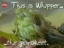 Really Weird-looking Bird GIF - Whipper Parakeet Feather GIFs