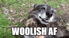 Woolish Af Wolf Game GIF - Woolish Af Wolf Game Nftech GIFs