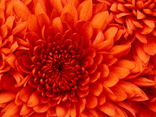 Chrysanthemum GIF - Chrysanthemum GIFs