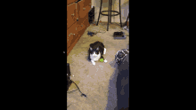 a black and white cat laying on the floor with a ball