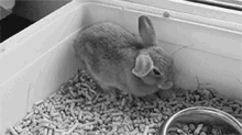 Bunny Sleep GIF - Bunny Sleep Rabbit GIFs