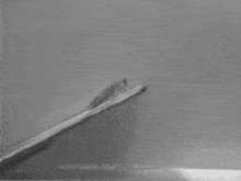 a black and white photo of a fly sitting on a needle .