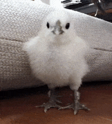 a small white chicken standing on its hind legs