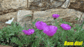 purple flowers in front of a stone wall with bom dia