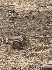 Chipmunk Squirrel GIF - Chipmunk Squirrel GIFs