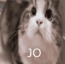 a close up of a cat with the word jo on the bottom right