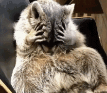 Raccoon Stressed GIF - Raccoon Stressed GIFs