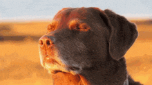a close up of a dog 's nose with its eyes closed