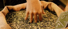 Amelie Grain GIF - Amelie Grain Hands GIFs