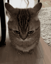 Cat Owlcat GIF - Cat Owlcat Angry Cat GIFs