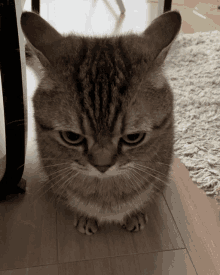 Angry cat :) - GIF - Imgur