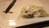 a frog in a clear plastic container with a stick sticking out of it 's mouth
