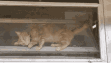Cat Spin GIF - Cat Spin Rotate GIFs
