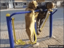 Excited Dog GIF - Excited Dog Play GIFs