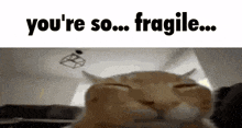 a cat is sleeping with its eyes closed and the words `` you 're so ... fragile ... '' written above it .
