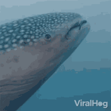 Staring Viralhog GIF - Staring Viralhog Whale Shark GIFs