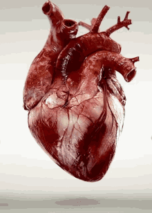 Beating Heart GIF - Beating Heart Heartbeat GIFs
