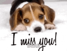 a beagle puppy is laying on a bed with the words `` i miss you ! '' written on it .