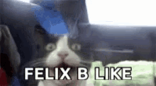 Cat Felix Be Like GIF - Cat Felix Be Like GIFs