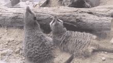 Hoch Meercat GIF - Hoch Meercat Meerkat GIFs