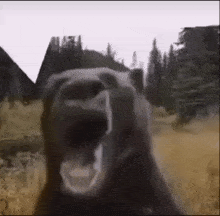 a close up of a bear yawning in a field with trees in the background .