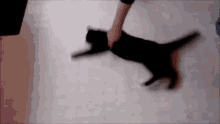 Hespin Cat GIF - Hespin Cat GIFs